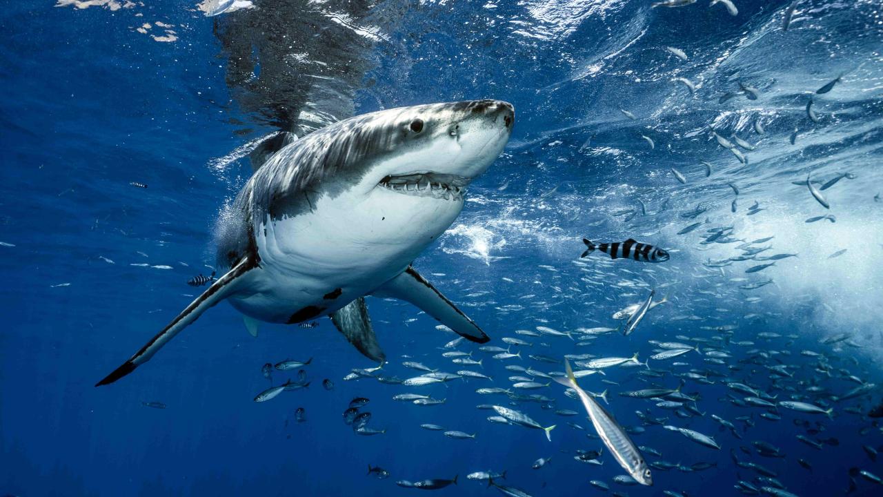 great white sharks eat more bottom-dwelling fish than expected