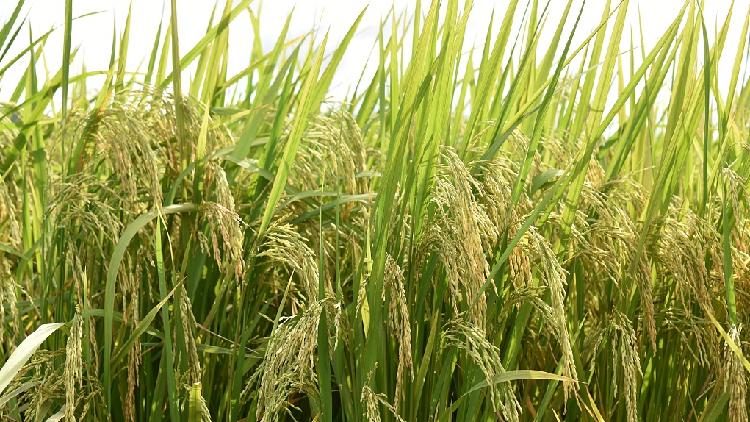 China S Hybrid Double Cropping Rice Yields Over 1 6 Tons A New Record