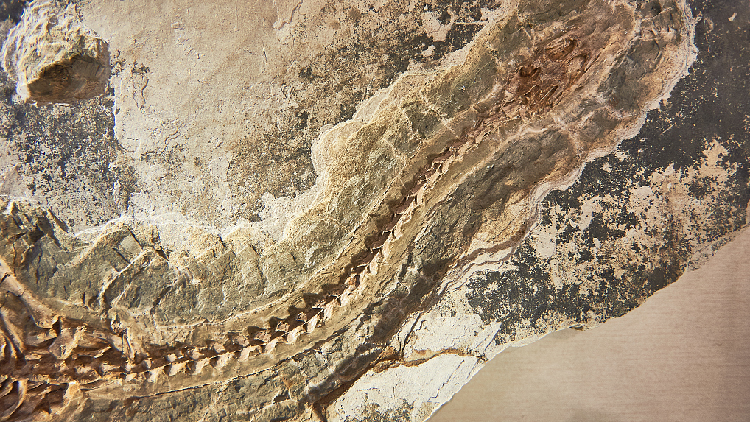 Marine Reptile Fossil Dating Back 250 Million Years Found In S China CGTN