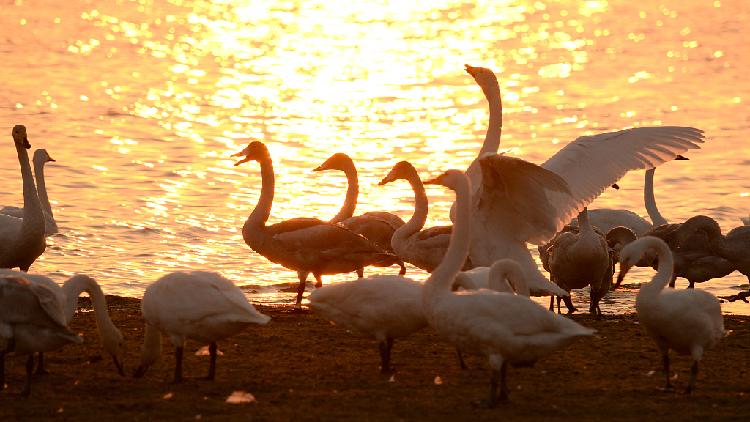 Whooper Swans Arrive In E China For Winter CGTN