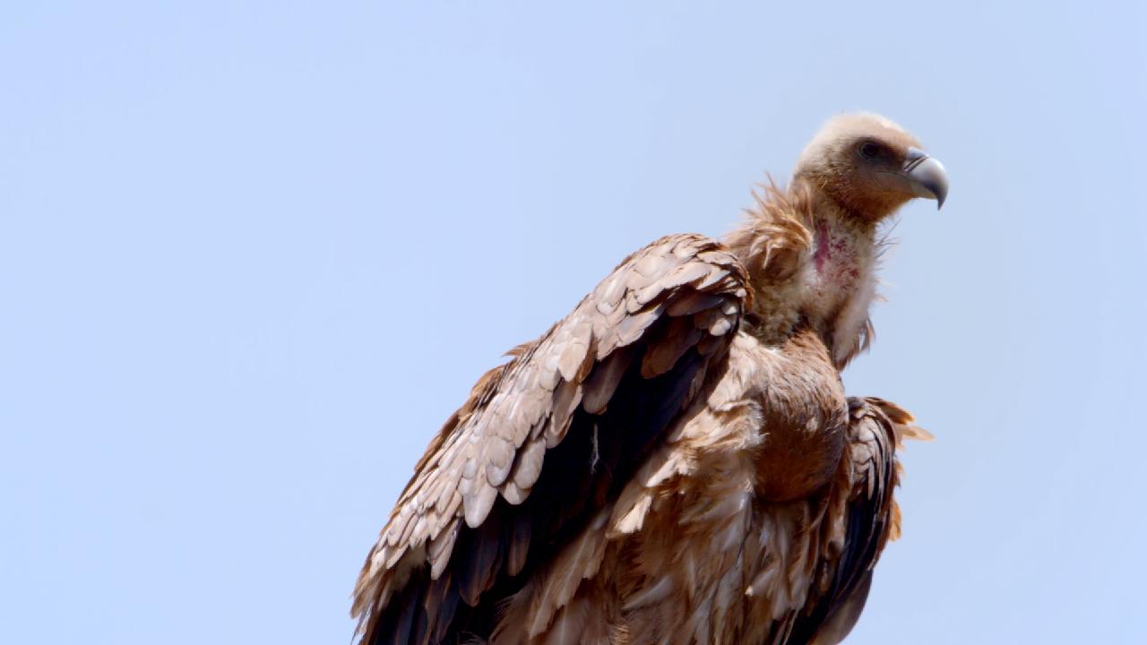 Rim Of Qinghai Lake Series Episode A Buzzard Story Cgtn