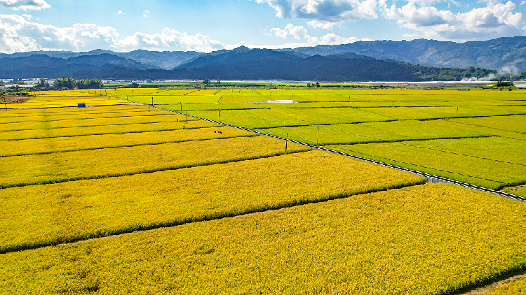 China S Perennial Rice Listed On Science S Breakthrough Of The Year