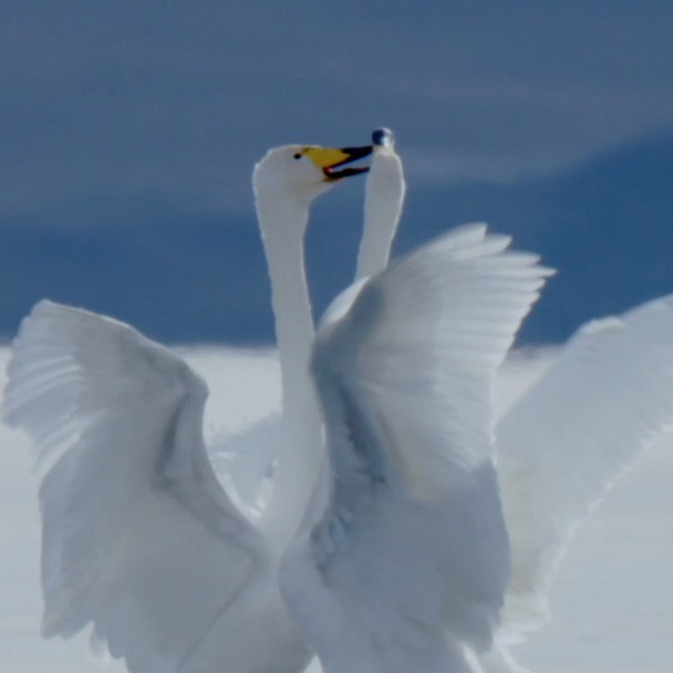 Snowy Qinghai Lake Series Episode Snowy Lake Cgtn