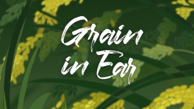 Grain In Ear The Third Chinese Solar Term Of The Summer Cgtn