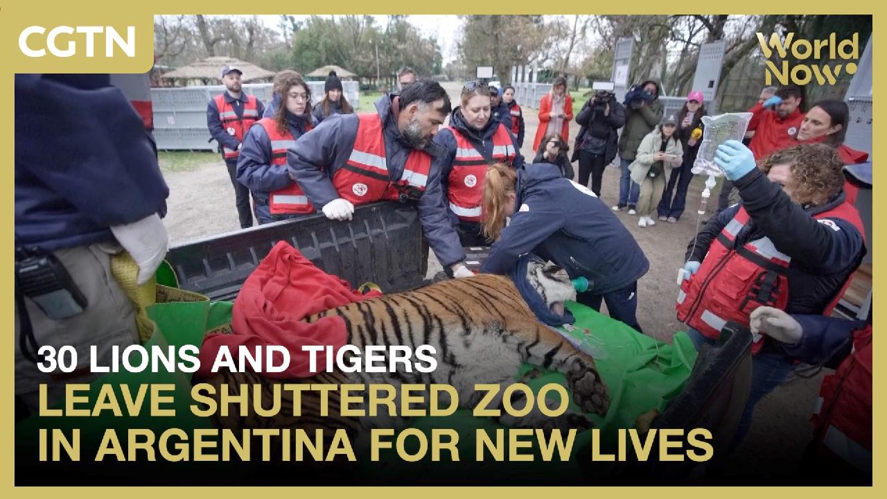30 lions and tigers leave shuttered zoo in Argentina for new lives - news.cgtn.com thumbnail