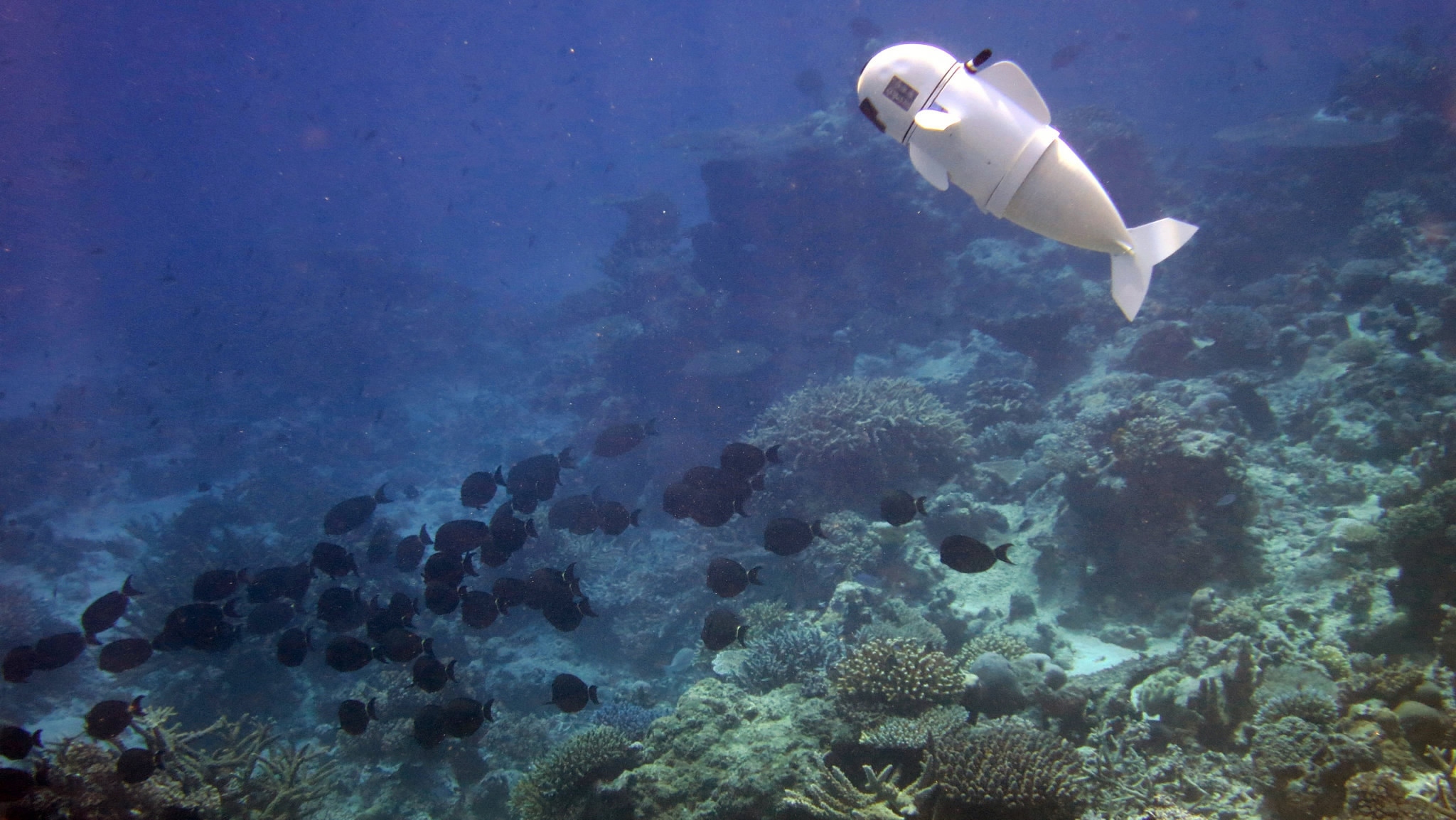 mit unveils robotic fish 'sofi&apos