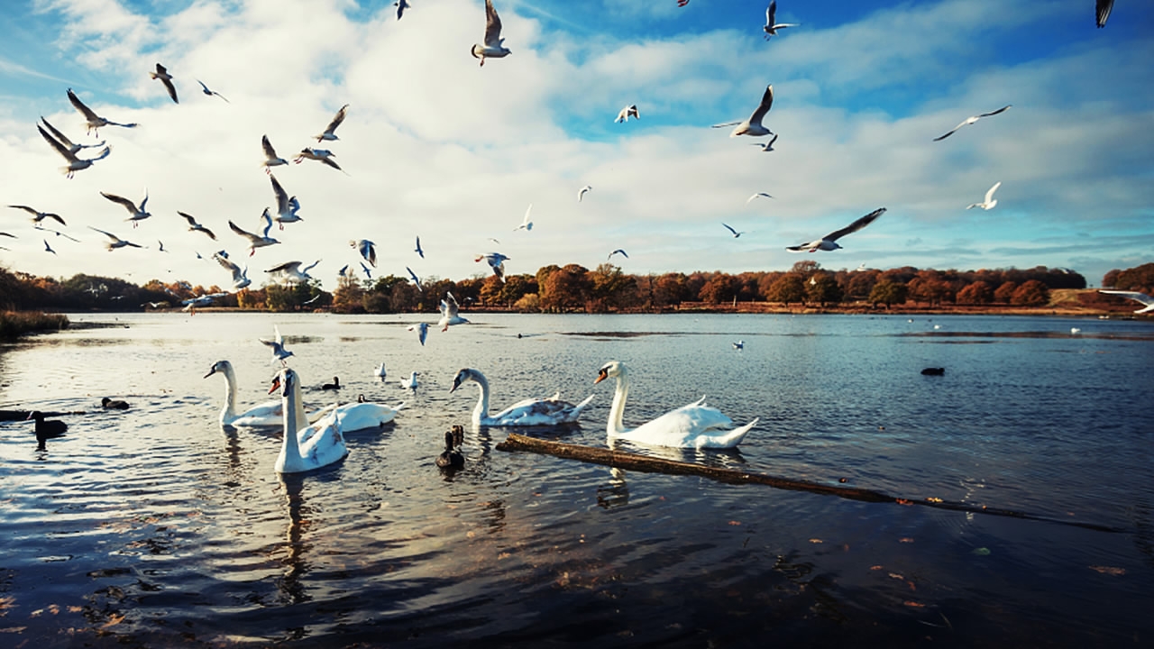 live: go birdwatching at poyang lake with cgtn