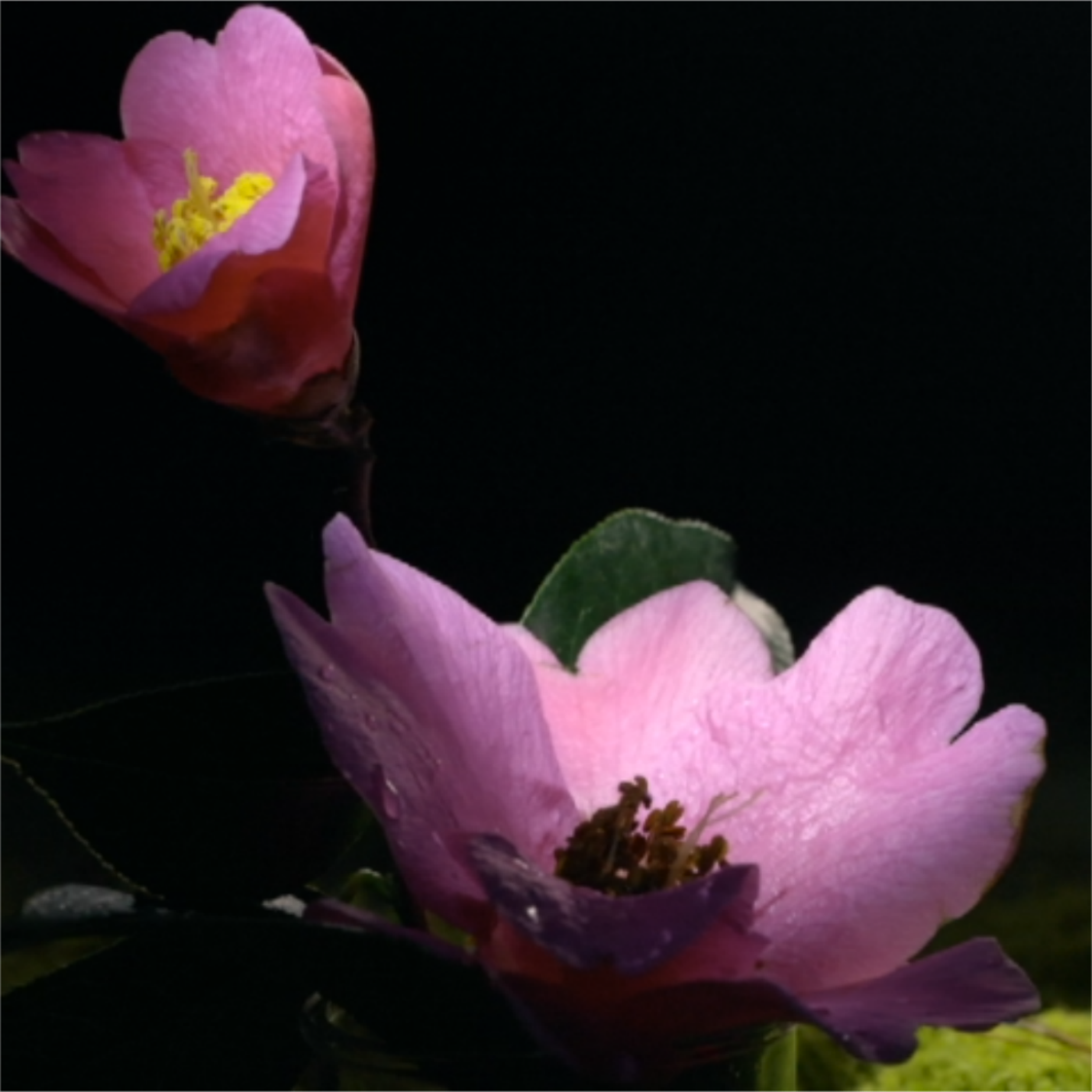 Blossom Matters  01 Migration