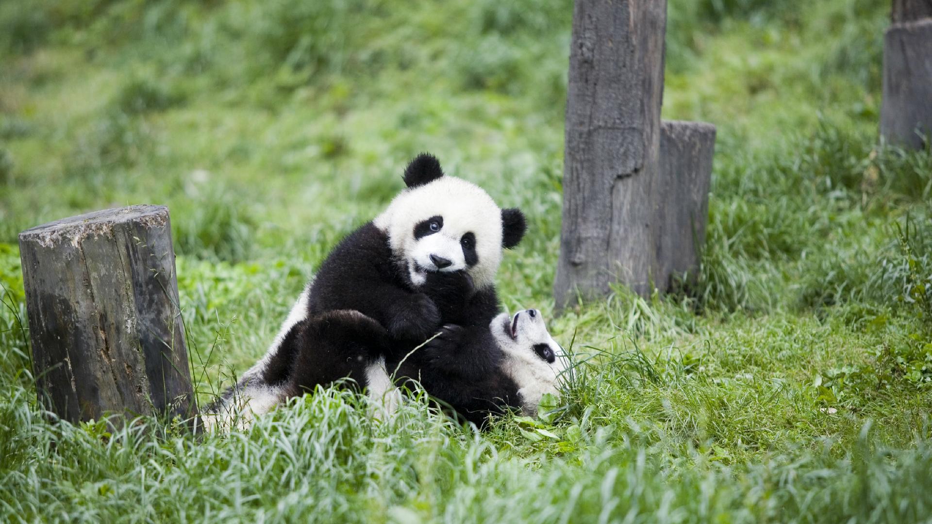 Pandas Test Negative For Novel Coronavirus At Chengdu Base CGTN