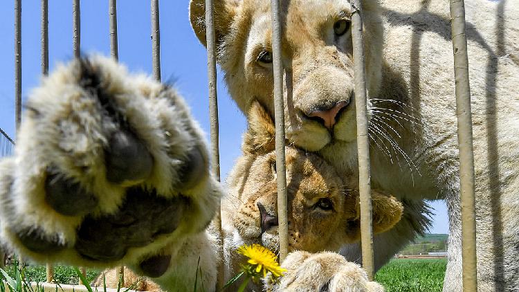 safari pet zoo