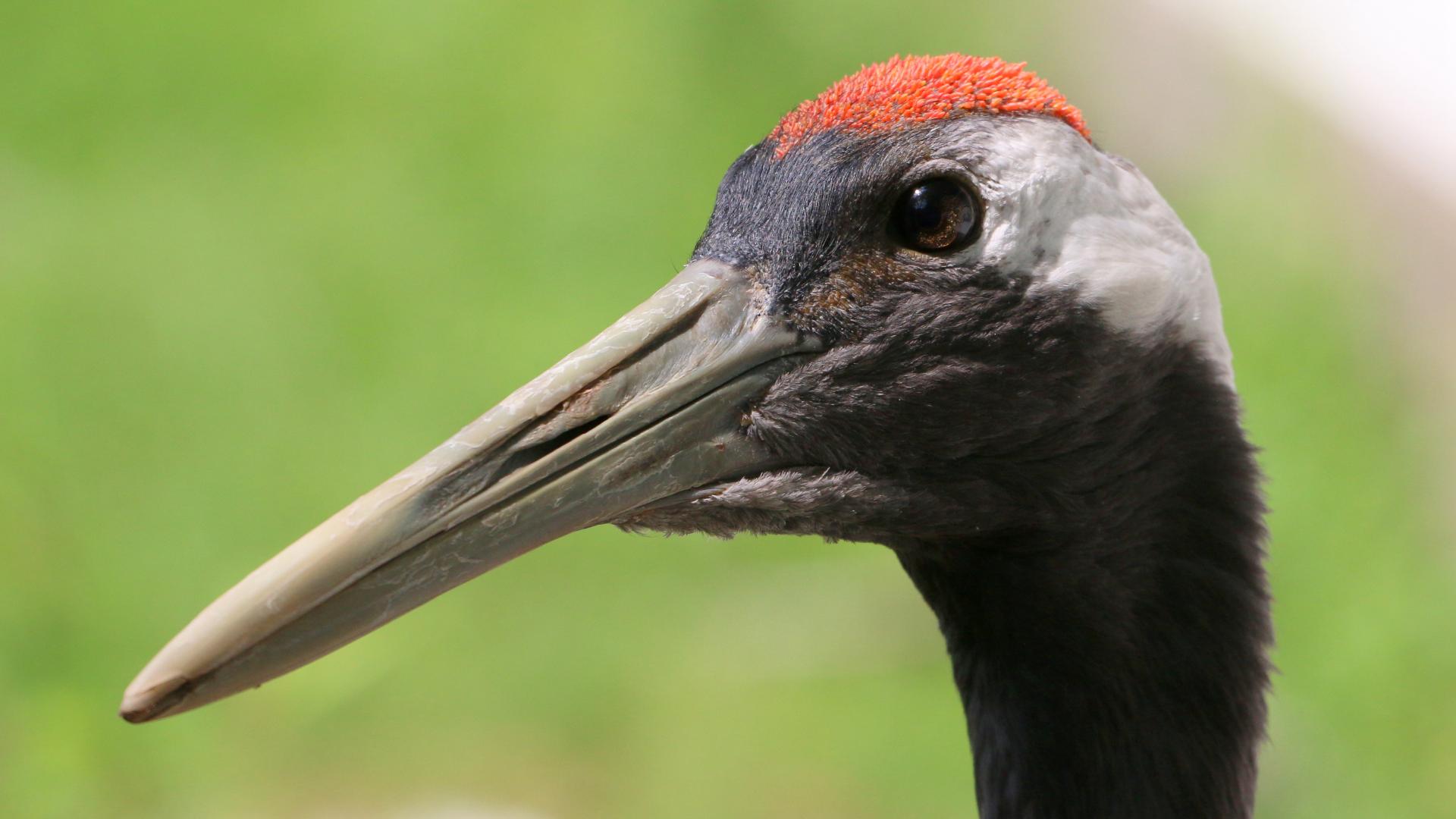 Rare crane rescued in north China - CGTN