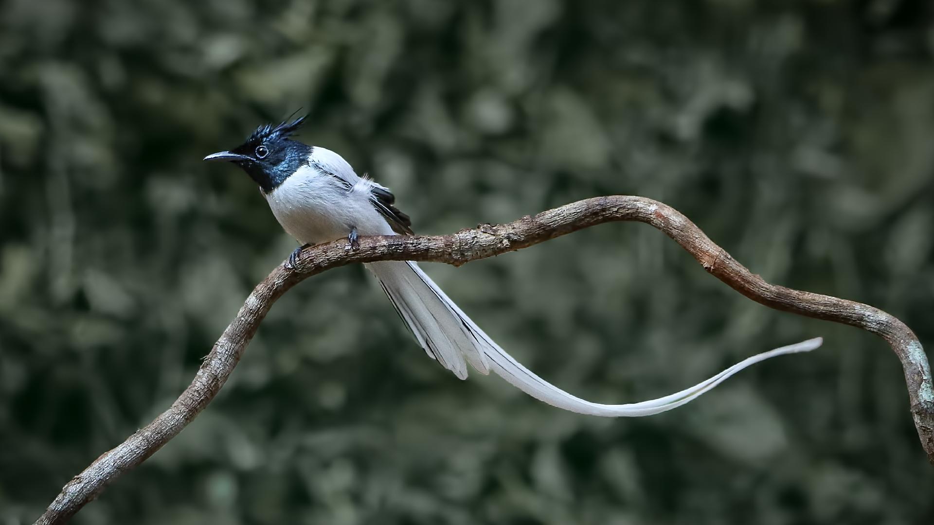 The return of Indian paradise flycatchers in east China - CGTN