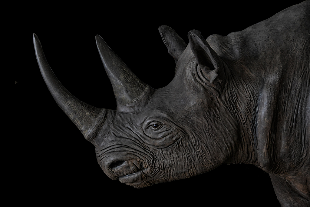 western black rhinoceros extinct