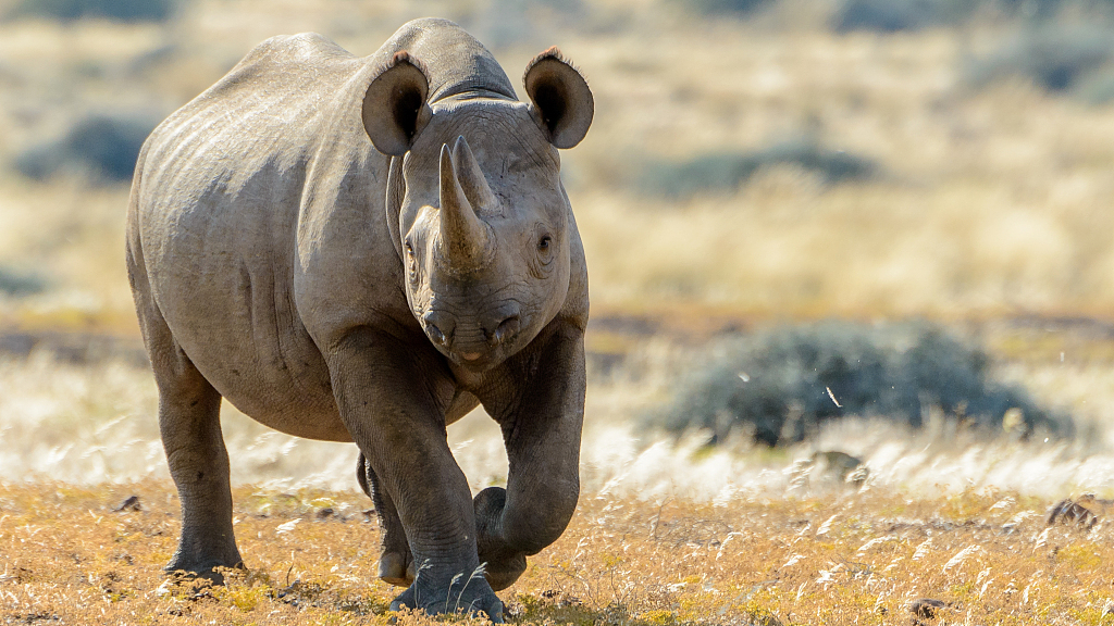 black rhino extinct