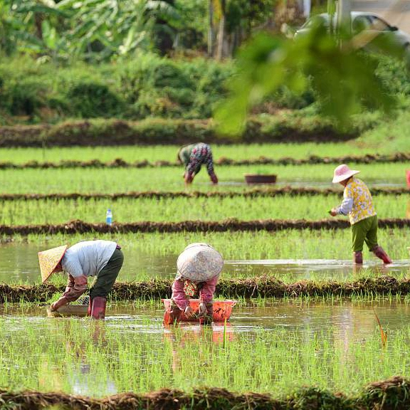 Farmers stay busy with crops in Xiaoman - CGTN