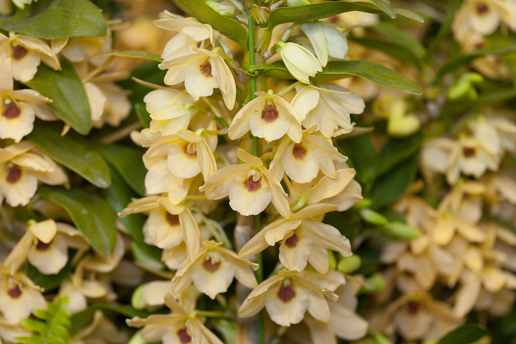 Dendrobium An Orchid Decorates Food On The Plate Cgtn