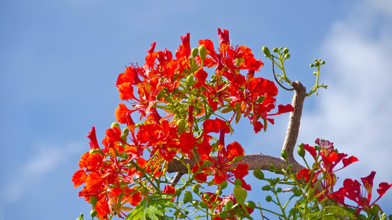 Flamboyant Tree Scarlet flower that colors the summer CGTN