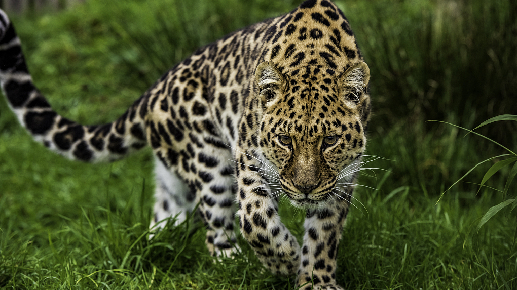 Rare Footage Show Leopard Feeding On Prey In Sw China Cgtn