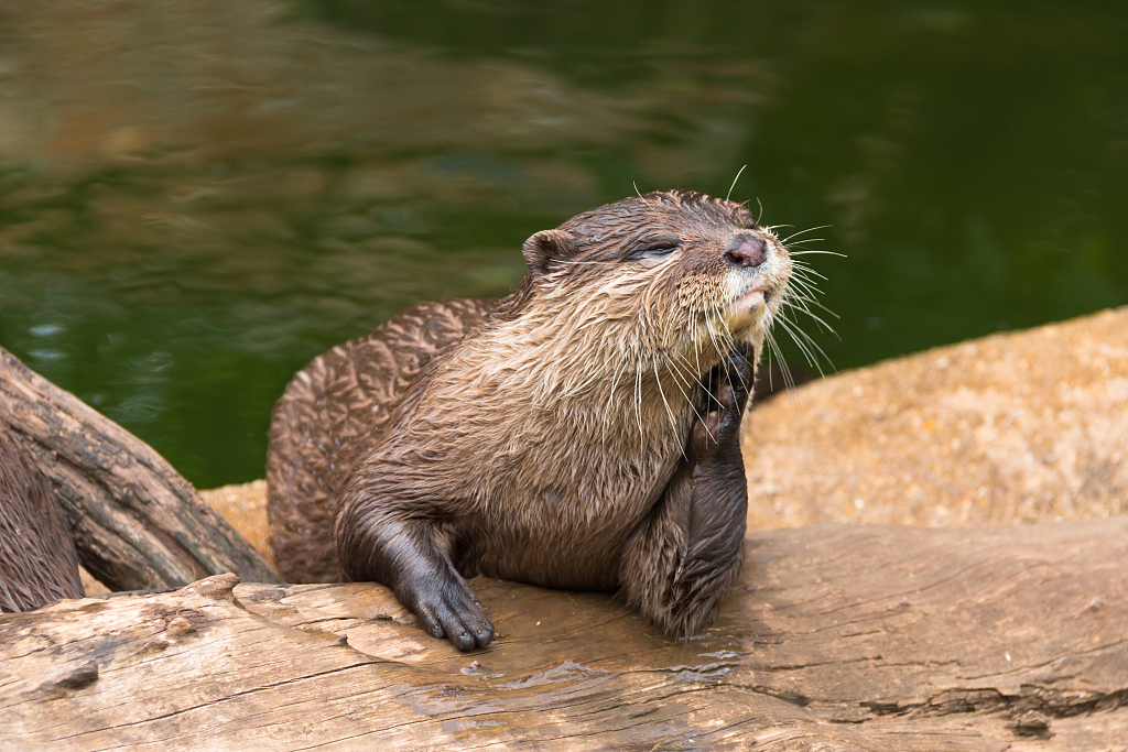 World Otter Day Show Your Love And Care For Otters Cgtn
