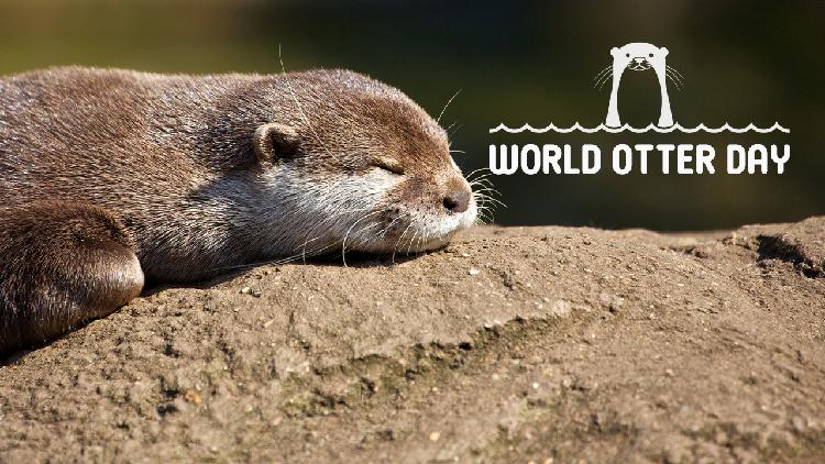 World Otter Day: Show your love and care for otters - CGTN