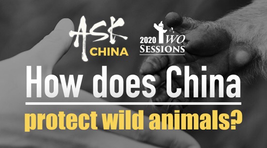 How does China protect wild animals? | Ask China - CGTN