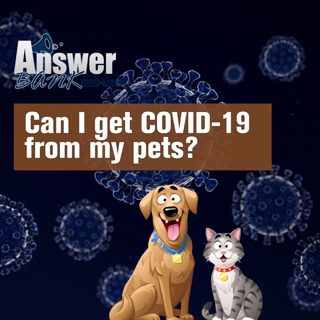 can dogs transmit covid
