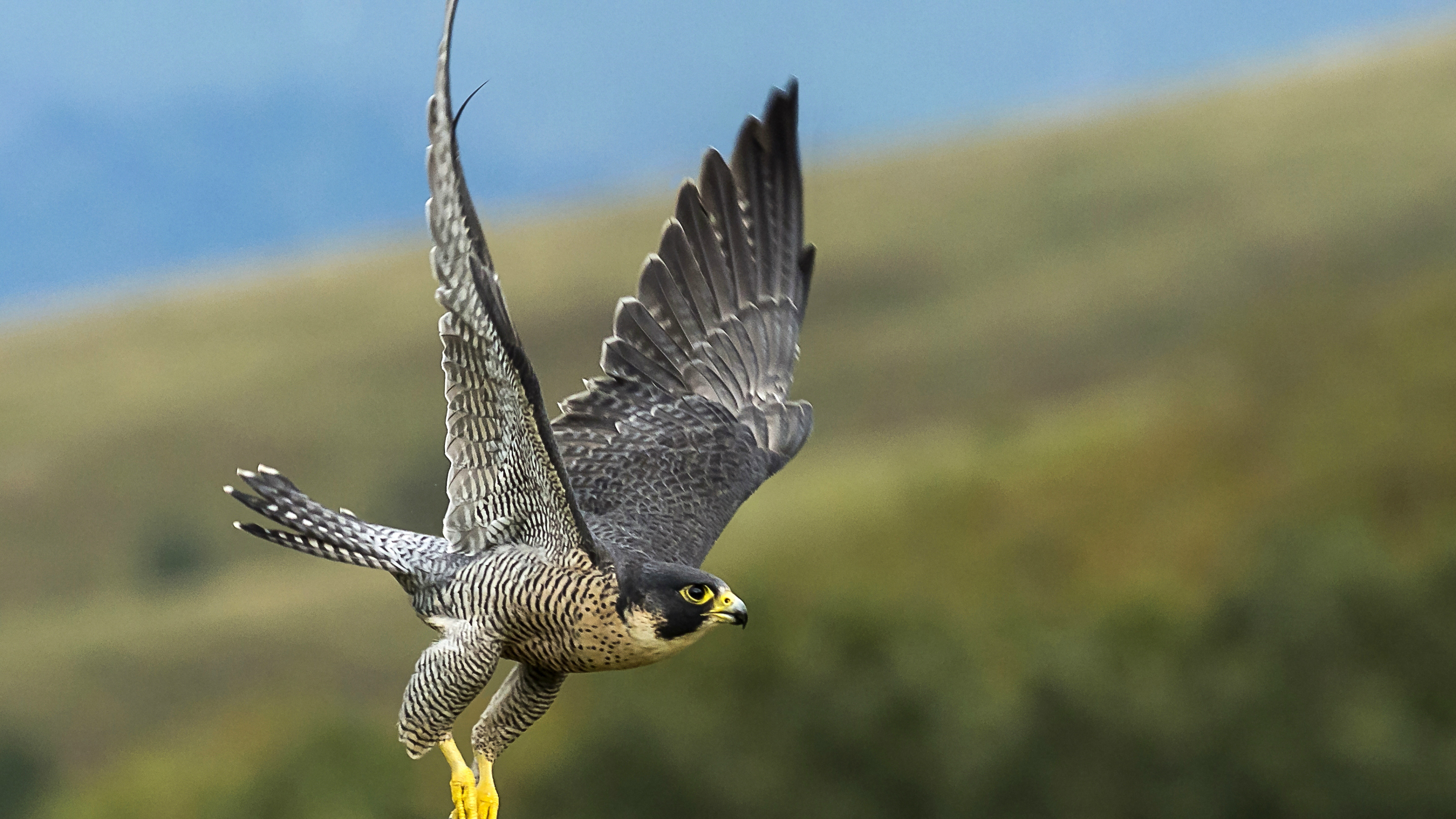 Самая летающая птица 6. Сокол Сапсан пикирует. Сапсан Falco peregrinus. Сокол Сапсан в полёте. Сапсан птица пикирует.