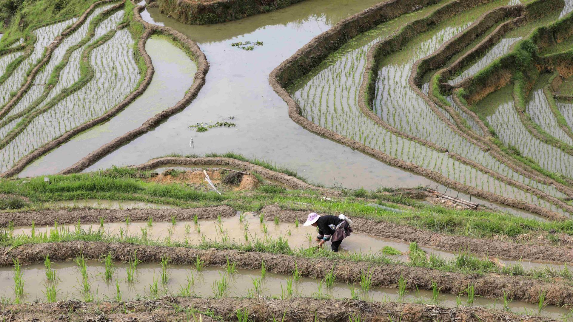 Seedling transplant season starts in SW China rural areas - CGTN