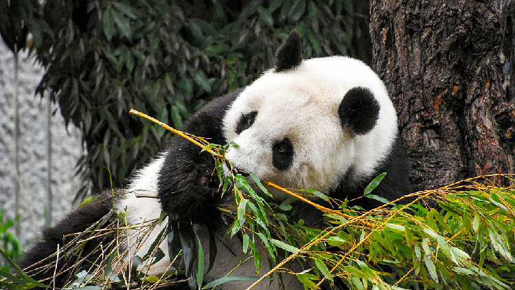 Japanese tourists bid farewell to China's giant panda as lease ends - CGTN