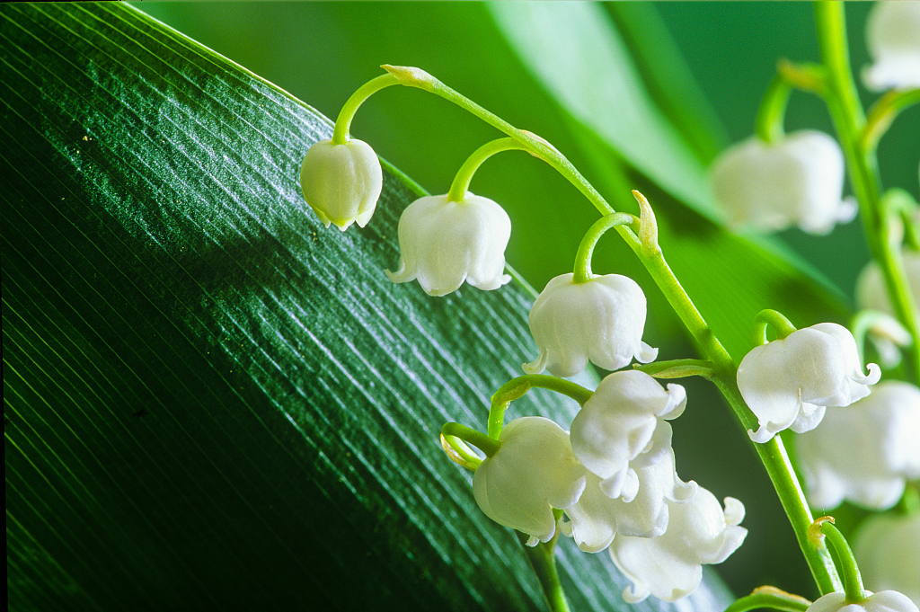 Lily of the valley: Pure white 'wind chimes' hanging on stems - CGTN