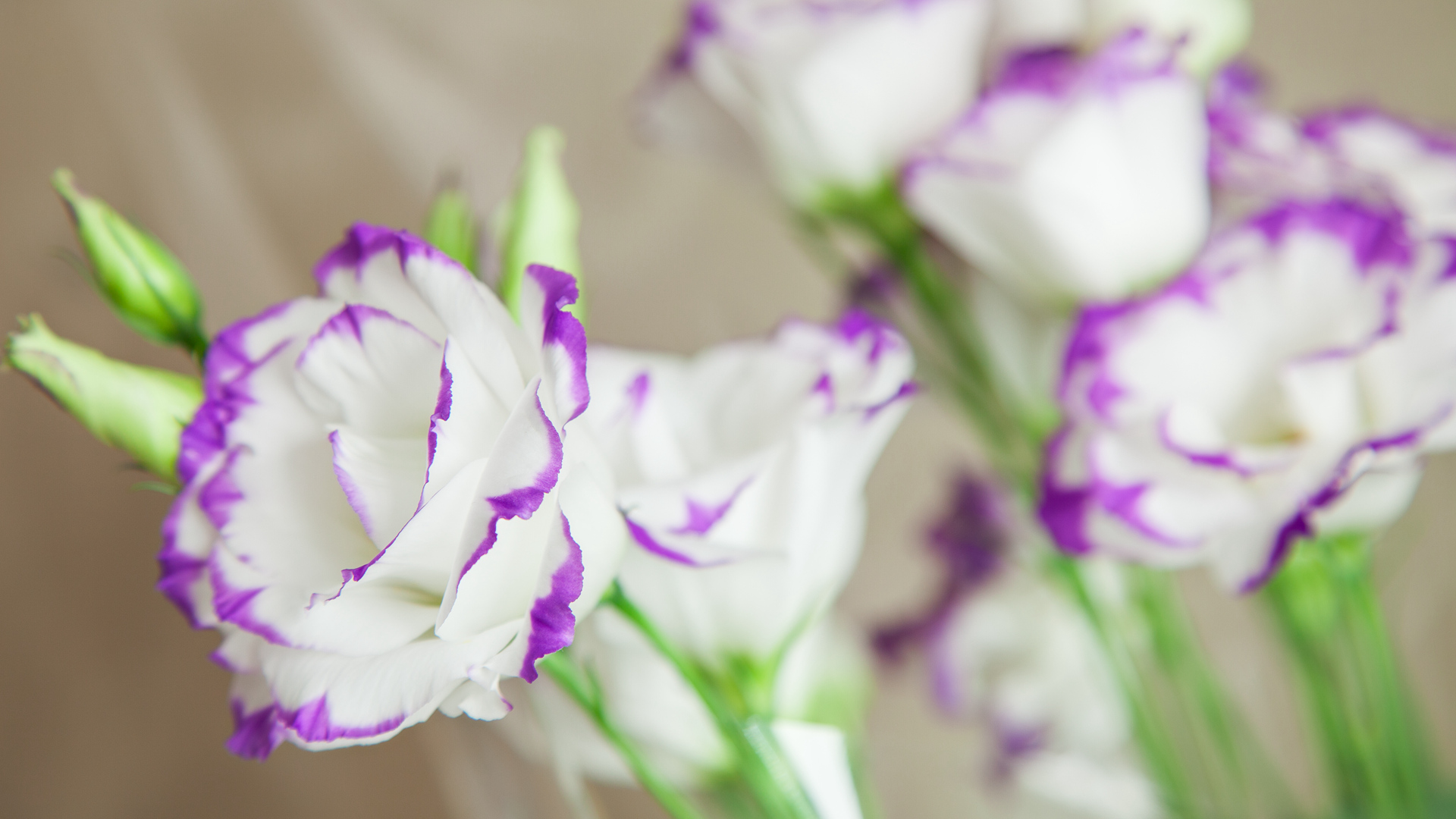 Lisianthus As Beautiful As The Rose Cgtn