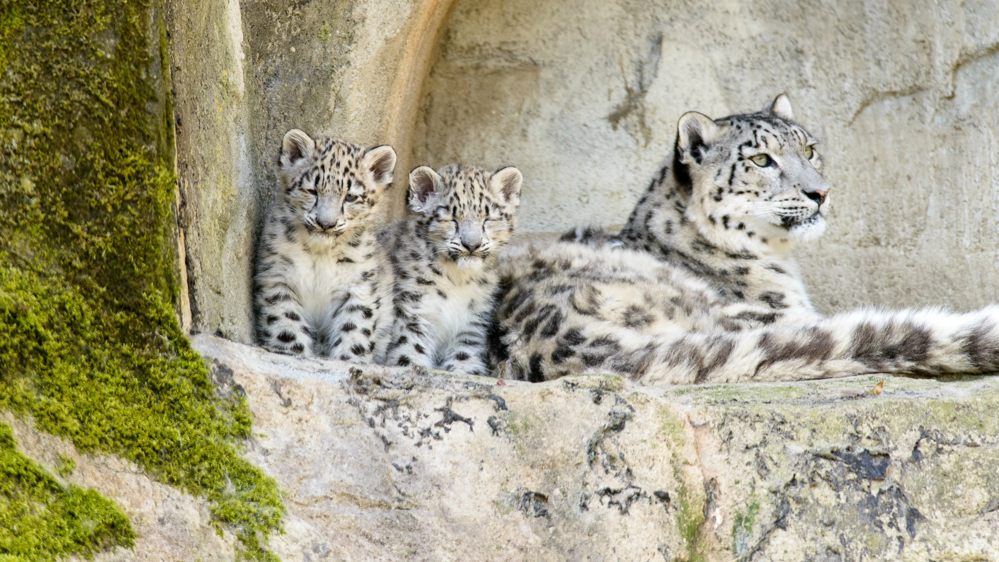 Snow Leopard Cubs With Mother