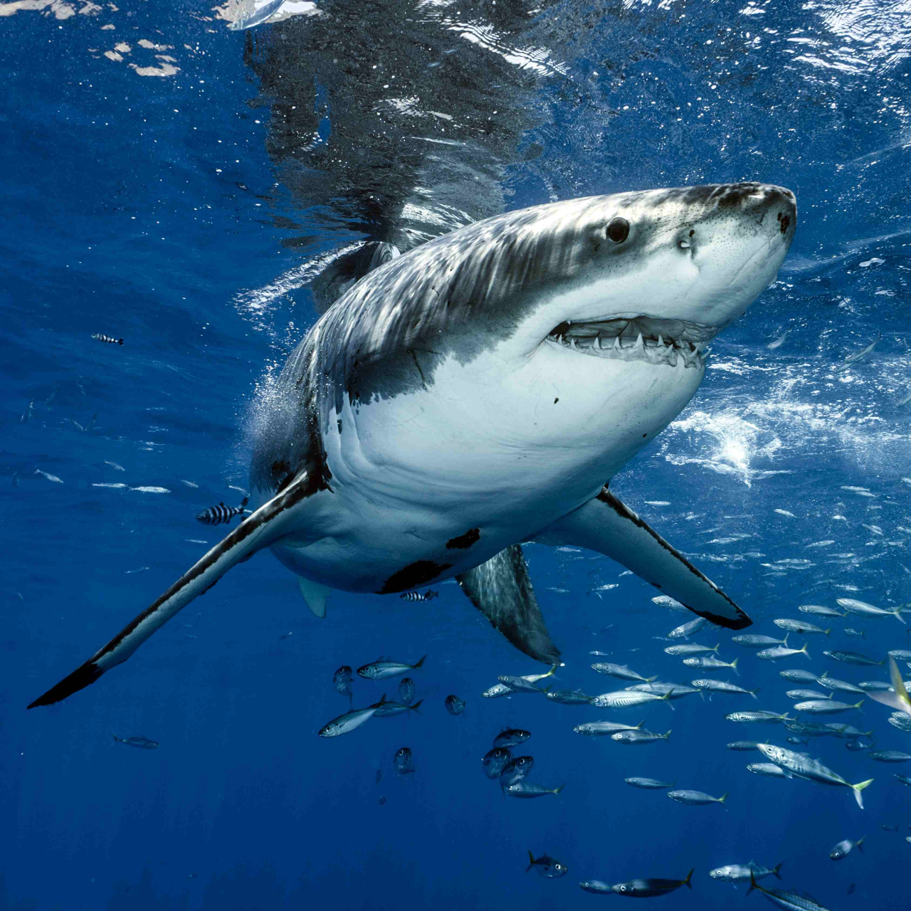 Great white sharks eat more bottomdwelling fish than