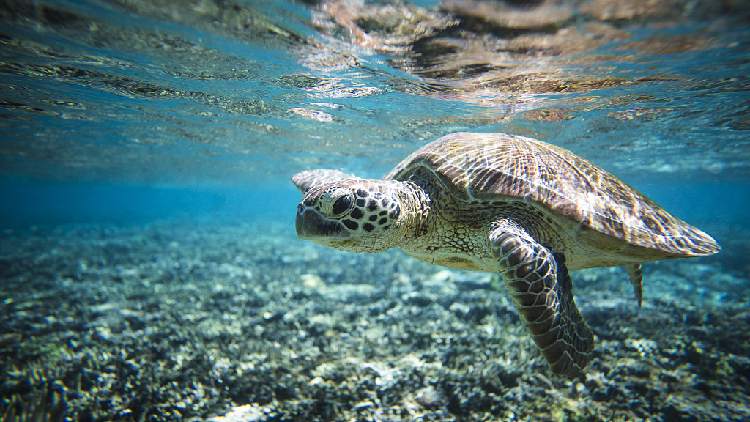 Aussie scientists turn to drones to protect sea turtles - CGTN