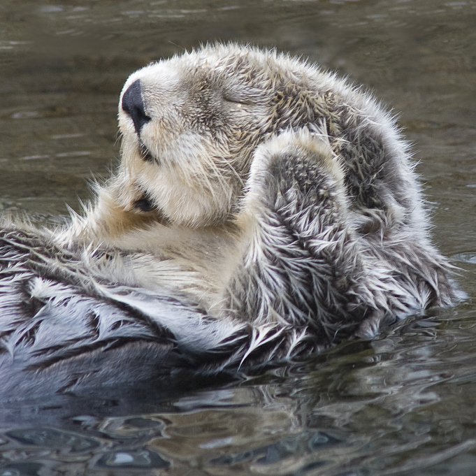 Return Of The Otter: How Reintroduced Predators Benefit Ecosystems - Cgtn