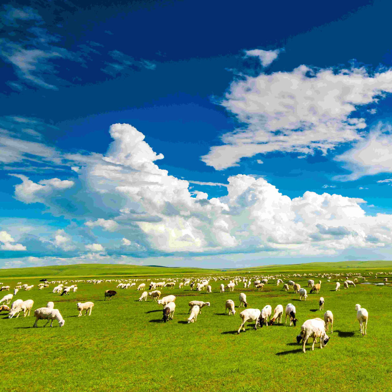 Big data technology assists grassland restoration in Inner Mongolia - CGTN