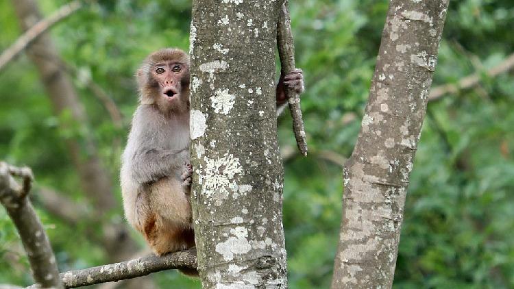 Monkey Mountain In Yunnans Qujing Cgtn