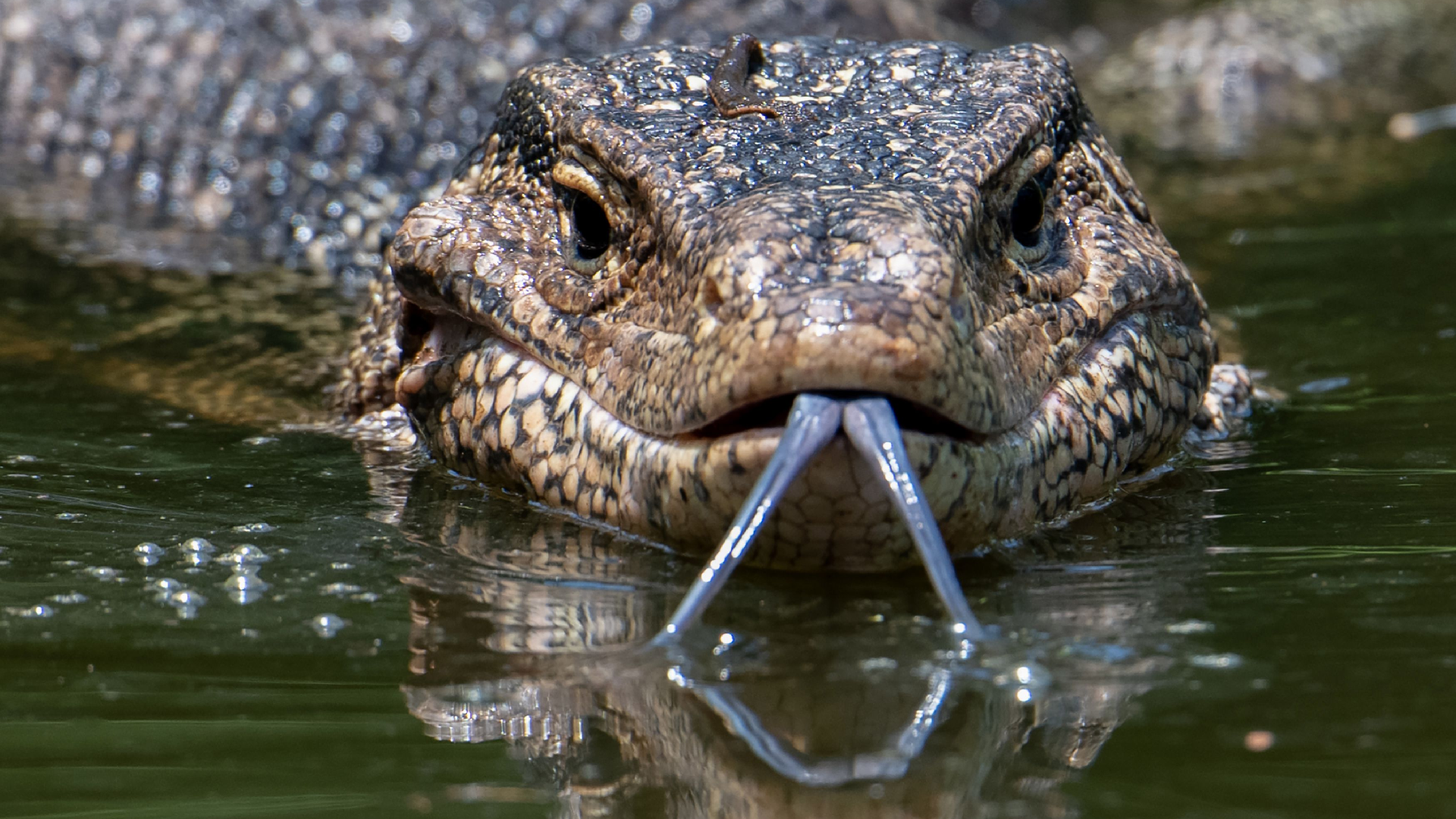 Monitor lizard flicks tongue in Thailand lake - CGTN