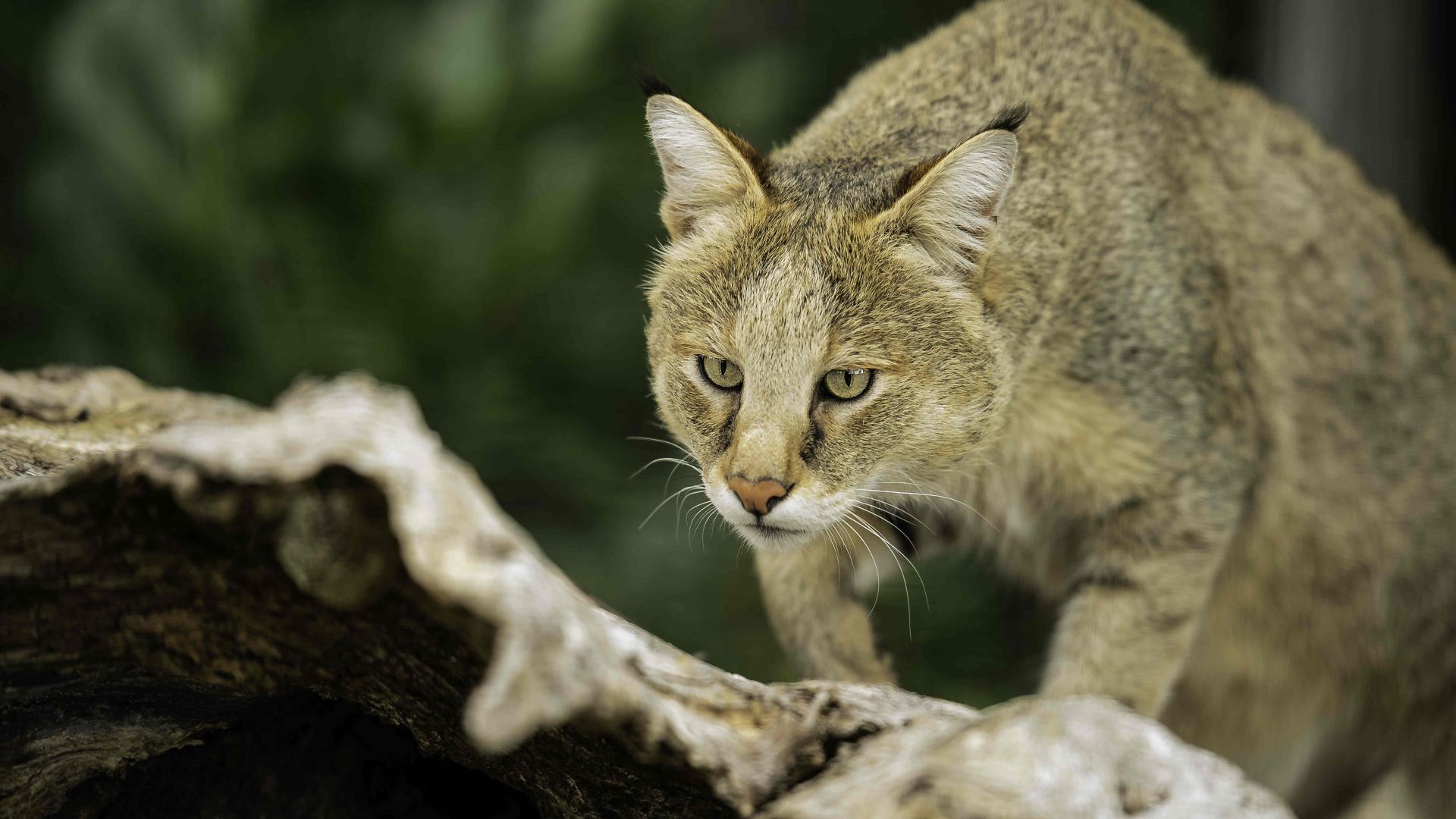 More animals added to China's conservation list - CGTN