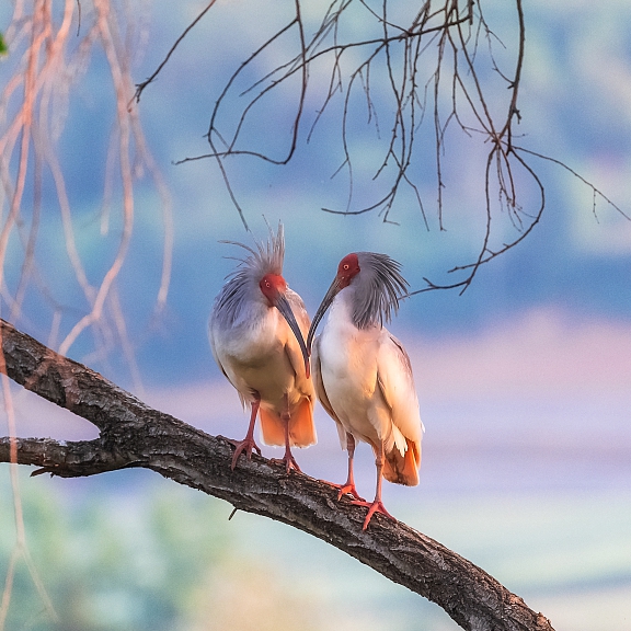 Live How do wild crested ibises take care of their newborn? CGTN