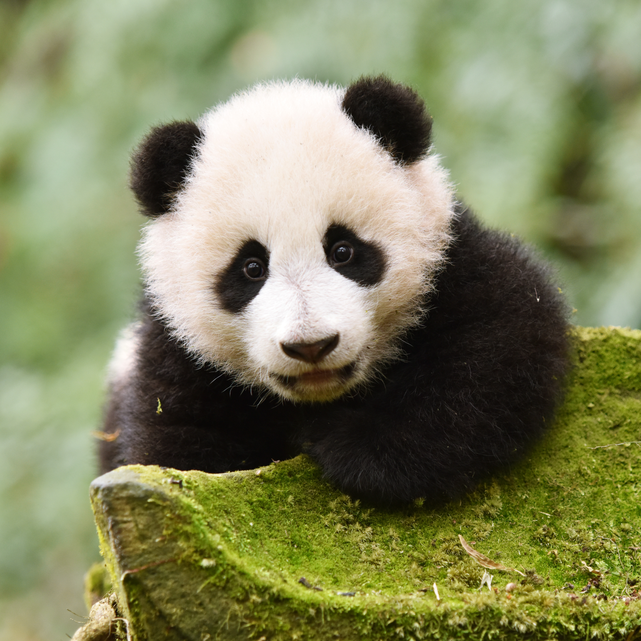 pandas in the wild