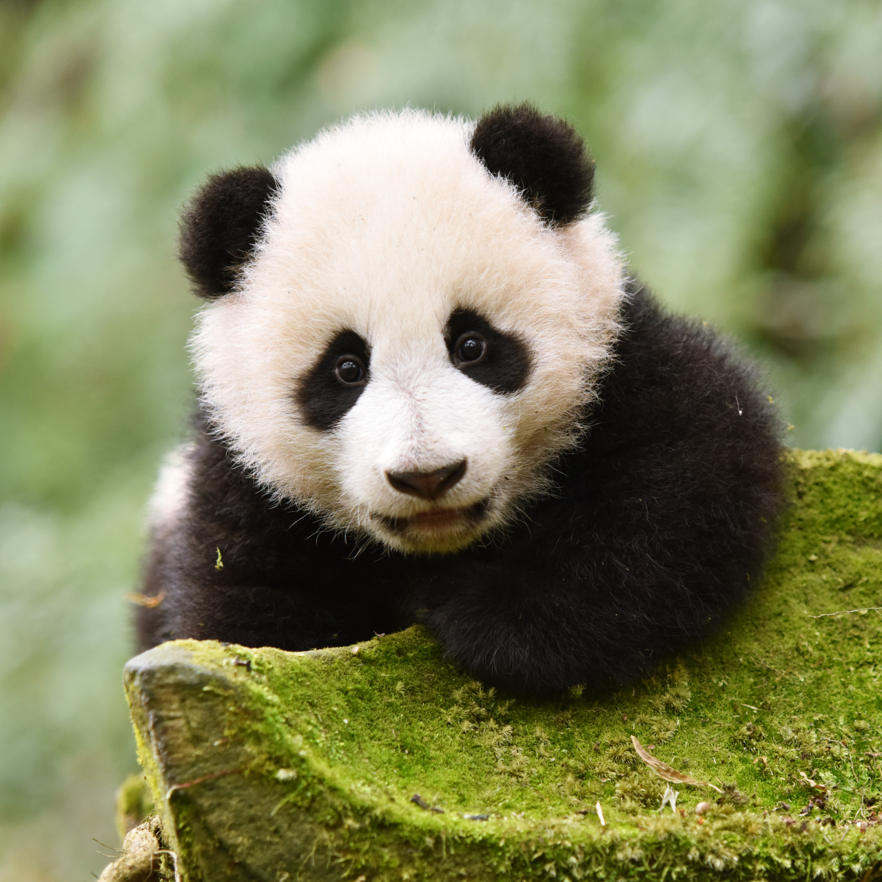 group-the-giant-panda-is-no-longer-endangered-earth