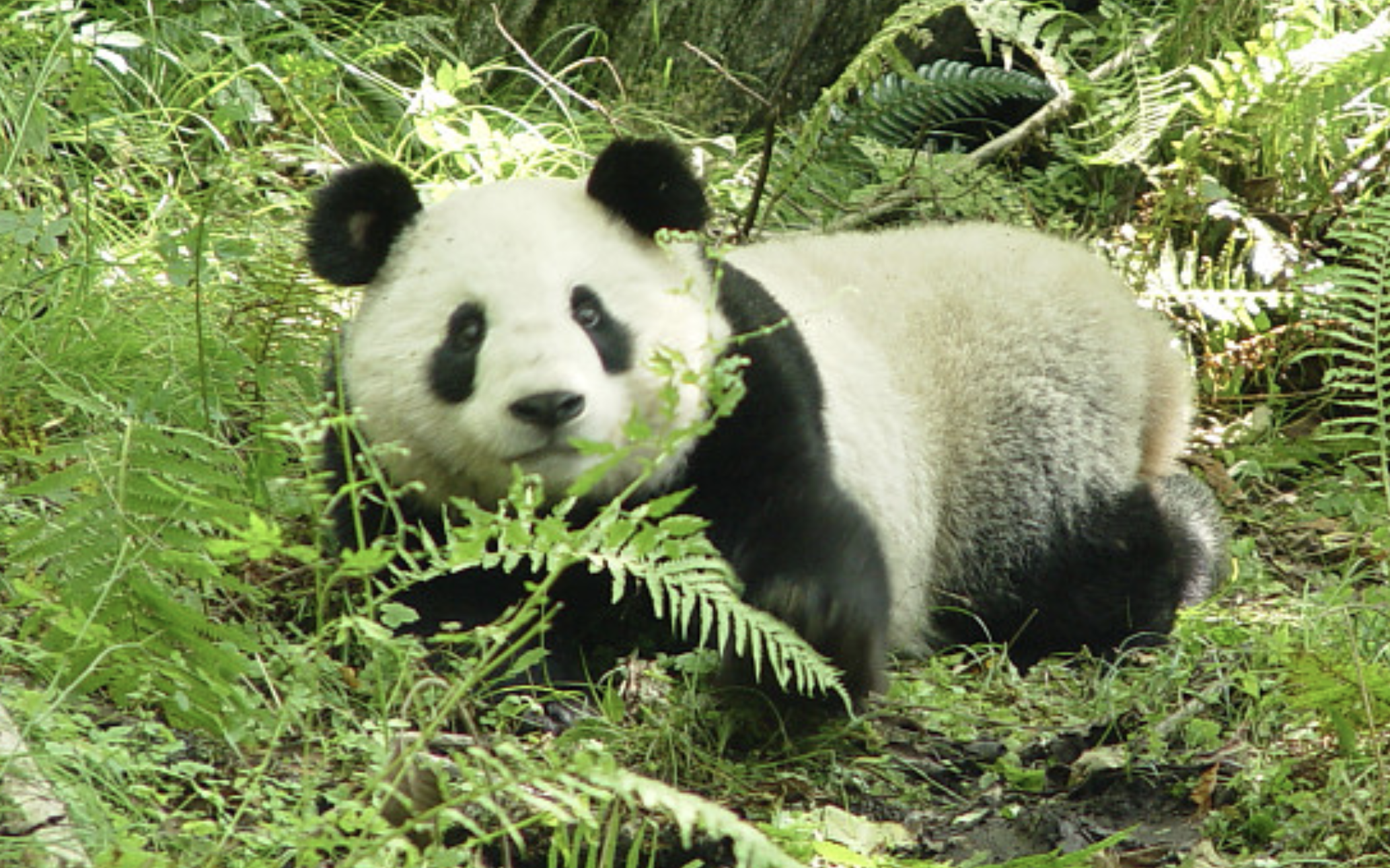 giant pandas in the wild