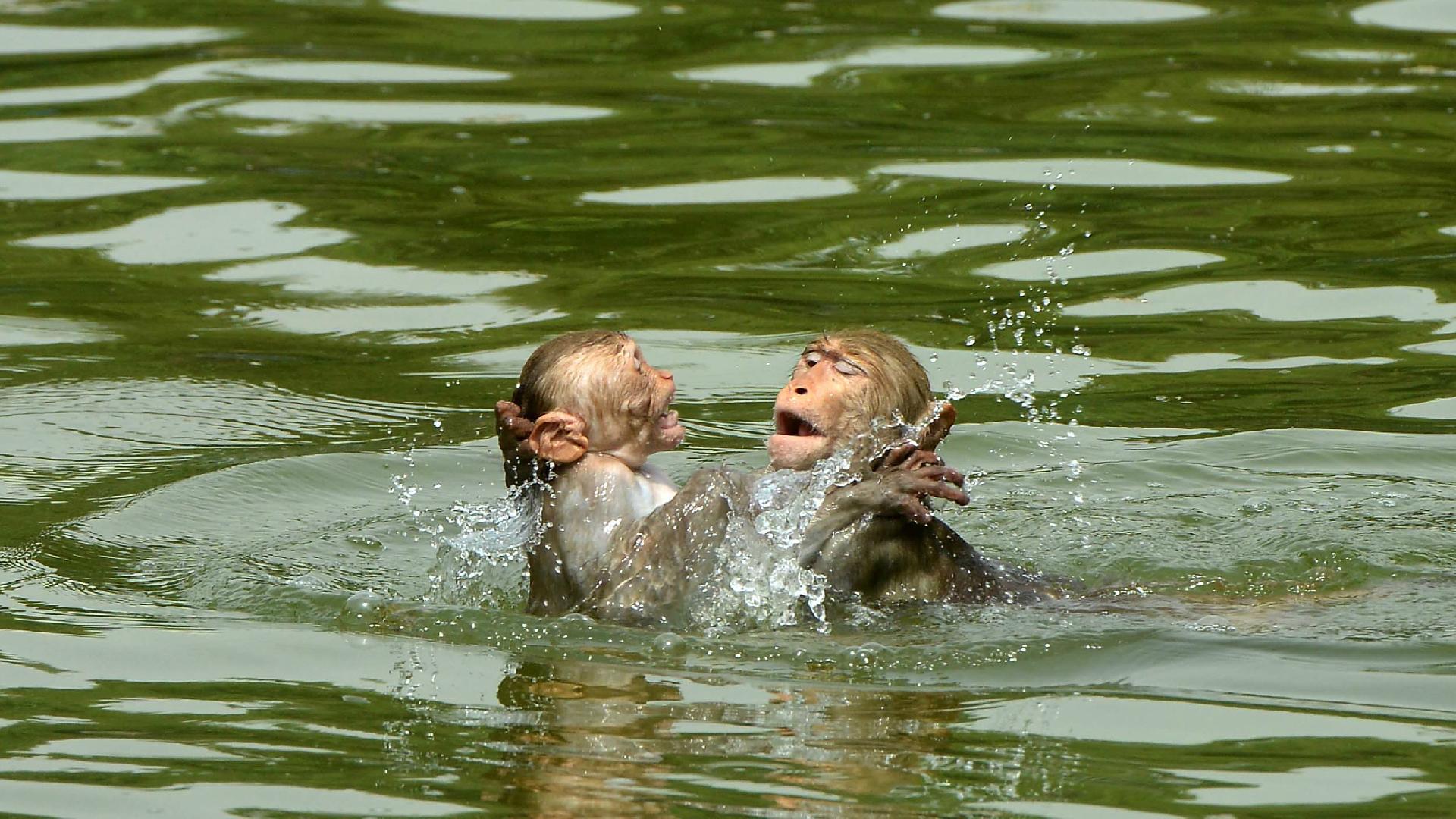 Monkeys jump into the water to cool off the summer heat - CGTN