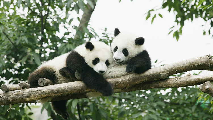 Court established for giant panda protection - CGTN