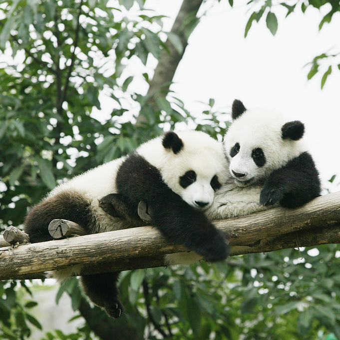 Court established for giant panda protection - CGTN