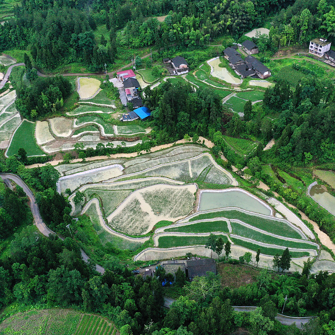 Growing rice in fish pond helps farmers shake off poverty - CGTN