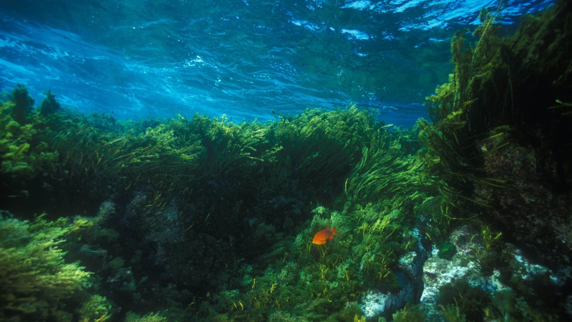 Hainan repairs seagrass beds to boost marine diversity - CGTN