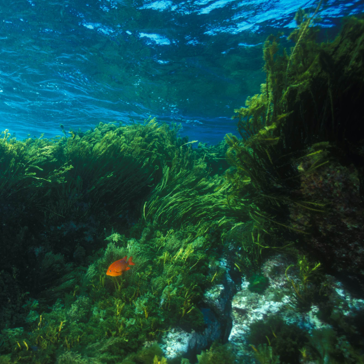 Hainan repairs seagrass beds to boost marine diversity - CGTN