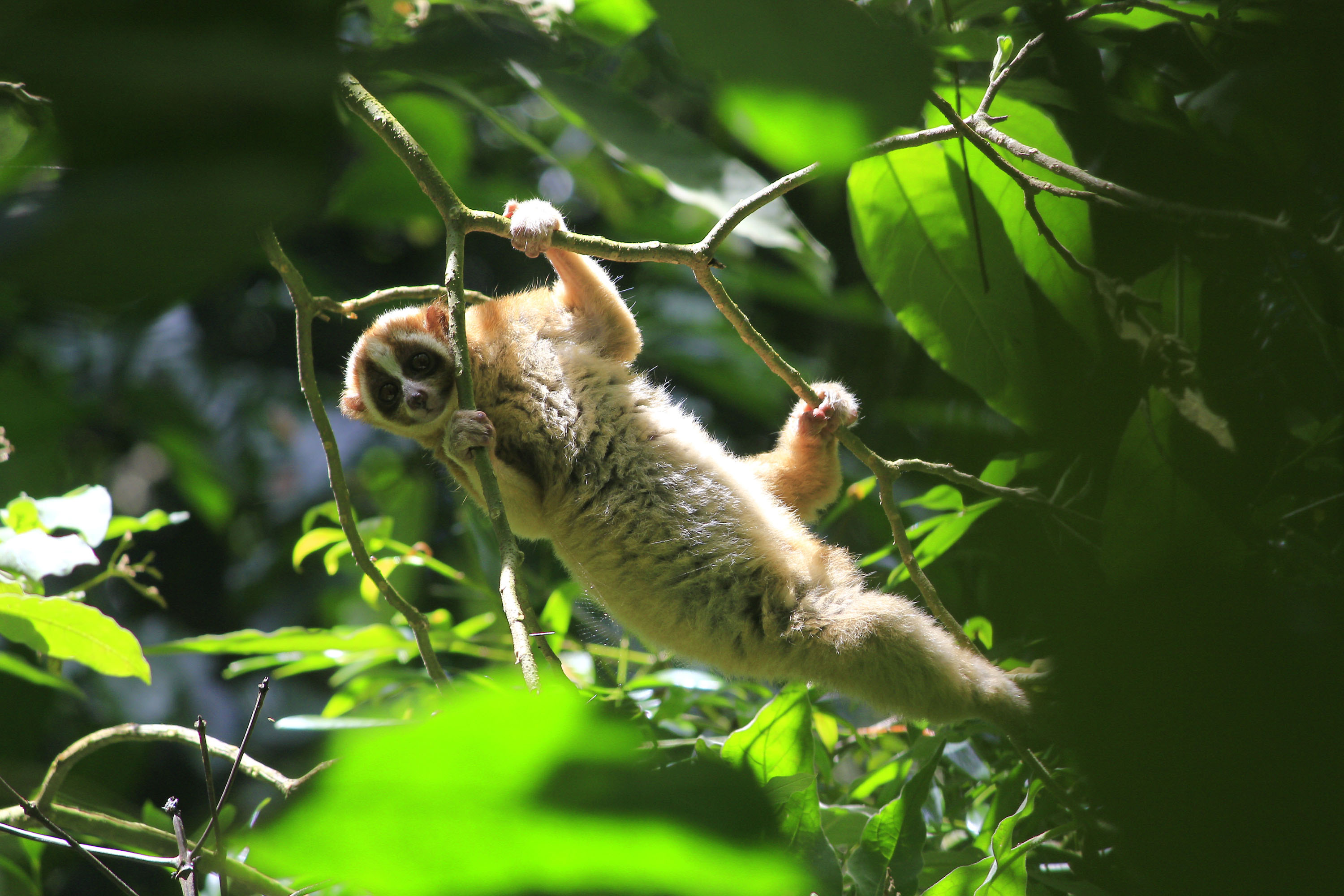 A Javan slow loris climbing up a tree after being released in a National Pa...